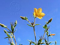 JJBC0355 Mentzelia hispida.JPG