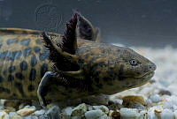 IMDOC2242 Ambystoma andersoni.jpg