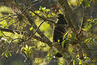 CNS1344 Buteogallus anthracinus.jpg