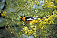 GC0097 Icterus bullockii.jpg
