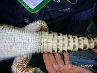 TE001 0007 Crocodylus acutus.jpg