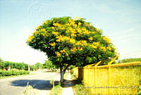 FGM3283 Senna multiglandulosa.JPG