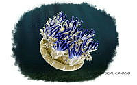 NE018 0959 Cassiopea xamachana.jpg