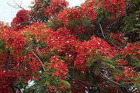 CGL3997 Delonix regia.jpg