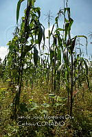 IMDOC4237 Zea mays.jpg