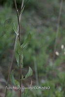 PNQ 0018 Acourtia thurberi.jpg