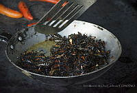 IMDOC3394 Thasus gigas.JPG