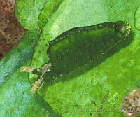 AEG0043 Elysia sp..jpg
