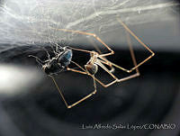LASL0073 Physocyclus dugesi.jpg