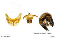 ME006 Abejas 0151 Xylocopa mexicanorum Cockerell, 1912.jpg