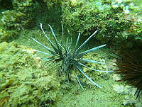 JAJ0951 Pterois volitans.jpg