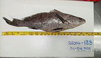 RE006 0055 Totoaba.tif