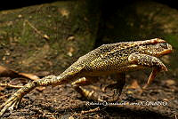 MN6F0059 Rhinella dorbignyi.jpg