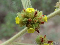 OTV6721 Waltheria indica.jpg
