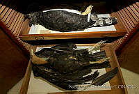 MASM04543 Cathartes aura, Harpia harpyja.jpg