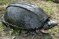 VHL0072 Staurotypus triporcatus.jpg