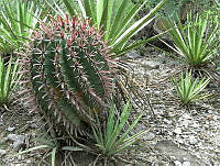 CAR 0023 Ferocactus.jpg