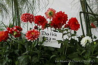 IMDOCO276 Dahlia pinnata.jpg