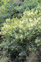 MDLLPG0083 Mimosa aculeaticarpa var. aculeaticarpa.jpg