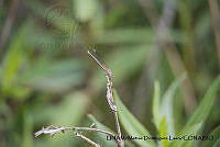 PJ016 0623 Hetaerina americana.JPG