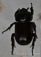 VHHT094 Phileurus valgus.jpg