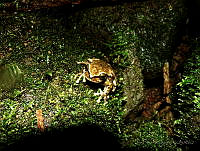 OHO023 Plectrohyla sagorum.jpg