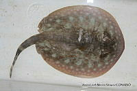 ALMV 044 Urobatis jamaicensis.JPG
