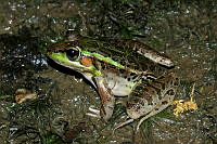 RLR008 Lithobates brownorum.jpg