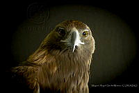 MASM07449 Aquila chrysaetos.jpg