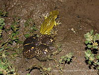 MALM01 Rhinophrynus dorsalis, Triprion petasatus.jpg