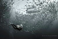 OCO06 Cabo Pulmo, Baja California Sur.jpg