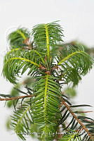 IMDOC 4832 Abies religiosa.jpg