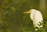 MASM07936 Ardea alba.jpg