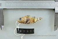 SGQ1152 Scorpaena mystes.jpg
