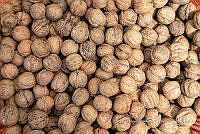 IMDOC Hong 0049 Macadamia integrifolia.jpg.jpg