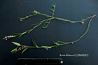 ME010 KV 01672 Mirabilis violacea (L.) Heimerl.JPG
