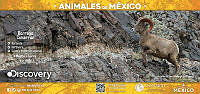 VALLA45X21_BORREGO_CIMARRON.jpg