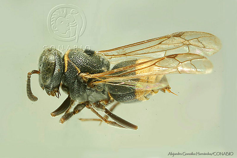 AGDE019 96%20Brachygastra%20azteca.jpg.rSeqzoX MQWDKSVhQA3g0JtbmFja29CbnFuZ3NAbXJ6LGtwZwA.PACxLNZwWK