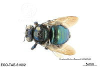 ME006 Abejas 0130 Xylocopa muscaria Fabricius, 1774.jpg