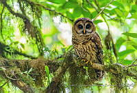 FCMB012 Strix fulvescens.jpg