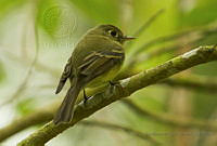 IMDOC2132 Empidonax sp..jpg