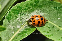 SM0556 Harmonia axyridis.jpg