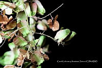 Huitz 0822 Serjania cambessedeana.jpg