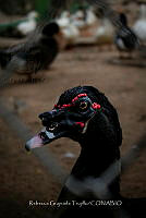 RGT 001 Cairina moschata.jpg