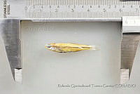 RQTG1168 Cyprinella xanthicara.jpg