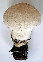 CBA0208 Lycoperdon perlatum.JPG