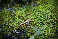 3R 01245 Apheloria virginiensis.jpg