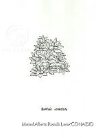 MARL0090 Barbula convoluta.jpg