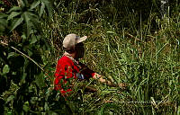 FBA1276 Ipomoea triloba.jpg