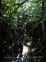 LRGA010 Rhizophora mangle y Acrostichum aureum.jpg
